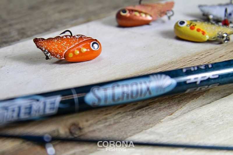 cykada na klenia szuszkiewicz